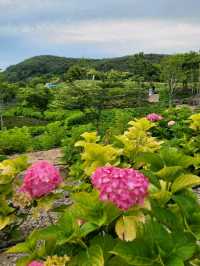수국은 아직 더 기다려야한 가덕도 야생화단지🌸