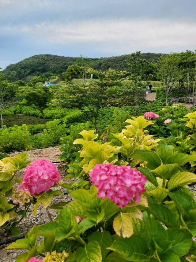 수국은 아직 더 기다려야한 가덕도 야생화단지🌸