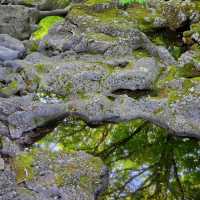 【台灣春天好去處】玉山國家公園：杜鵑花海，追尋春日之美的最佳目的地