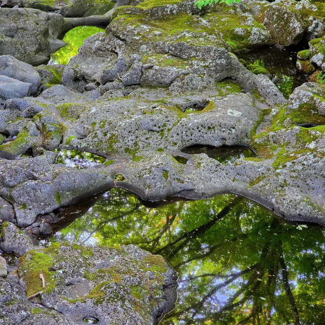 【台灣春天好去處】玉山國家公園：杜鵑花海，追尋春日之美的最佳目的地