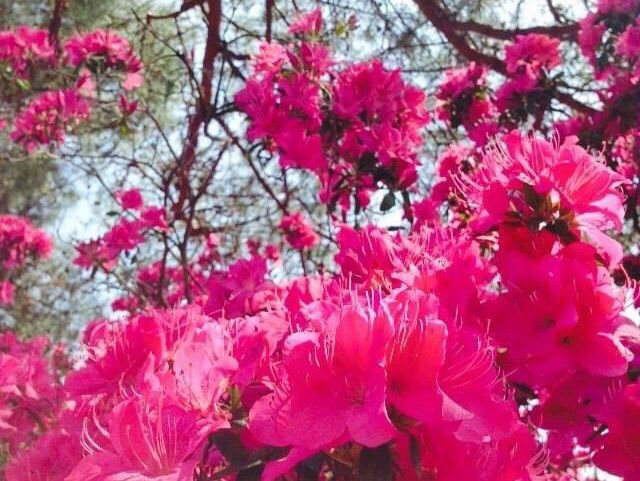 群馬縣館林市的杜鵑岡公園