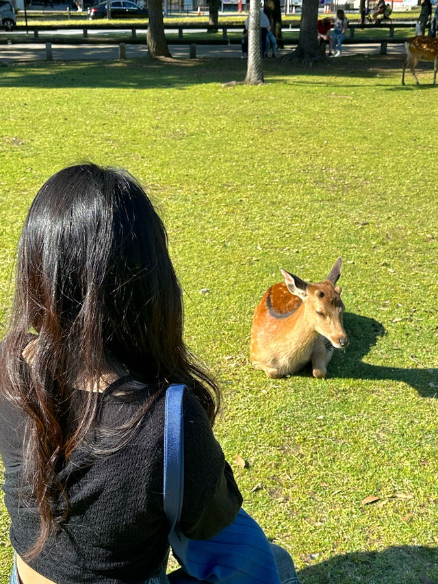 🫎사슴과 함께하는 공원