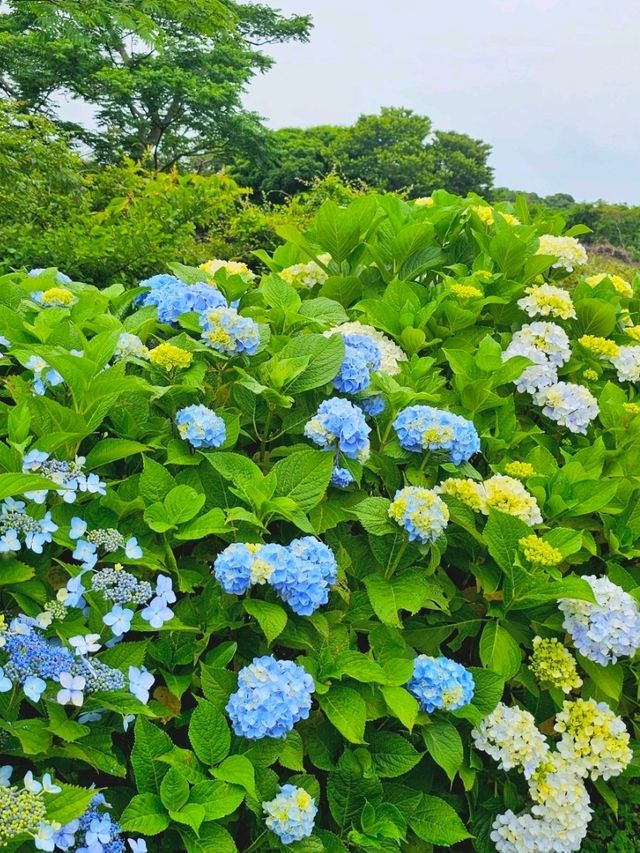 제주 무료 수국명소