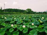 Haman Lotus Theme Park 함안 연꽃테마파크