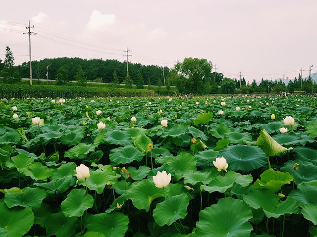 Haman Lotus Theme Park 함안 연꽃테마파크