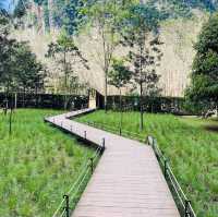 INTO THE FOREST | ดื่มด่ำบรรยากาศคาเฟ่กลางหุบเขา