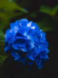 【岐阜観光】今が見頃! 岐阜のおすすめ紫陽花スポット