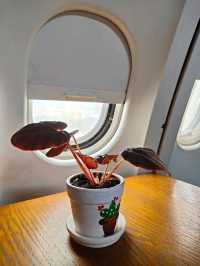 คาเฟ่เครื่องบินสุดชิค Coffee War Café 