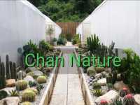 เที่ยวชม cactus ที่ Chan nature cafe 