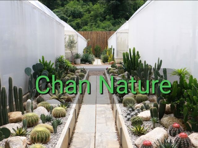 เที่ยวชม cactus ที่ Chan nature cafe 