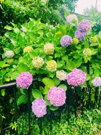【神奈川県/極楽寺　お蕎麦の上にある色鮮やかな紫陽花&レモンをかけて色の変化も楽しめる】