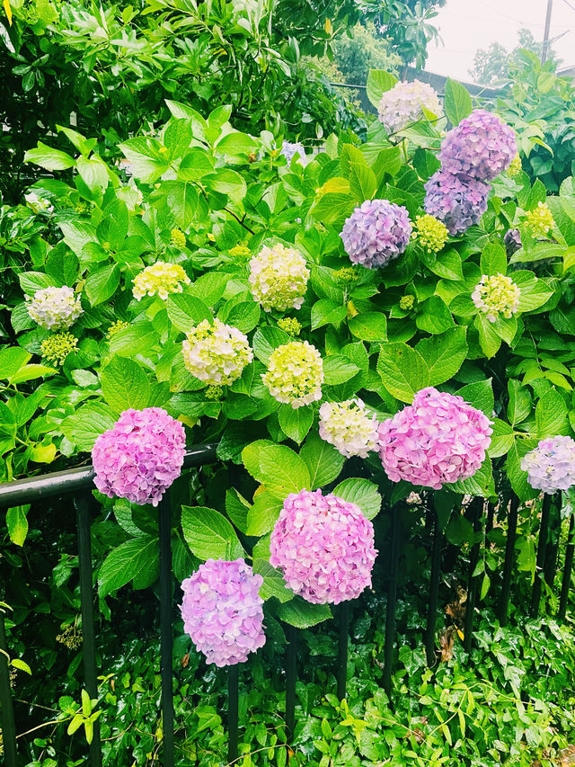 【神奈川県/極楽寺　お蕎麦の上にある色鮮やかな紫陽花&レモンをかけて色の変化も楽しめる】