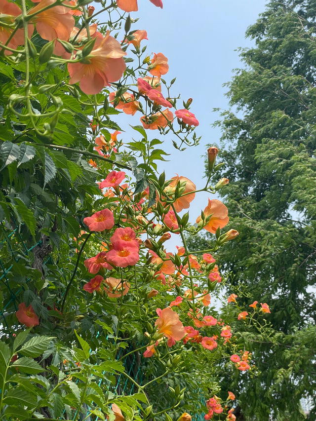 ✨실시간✨ 한 곳에 능소화 스팟이 두곳이나 있는 장소🧡