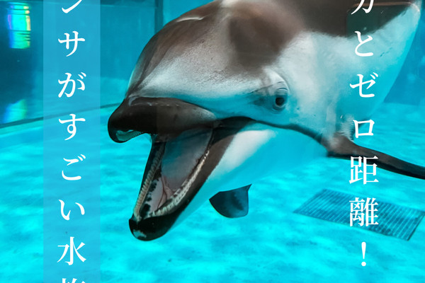 青森 浅虫 】イルカとゼロ距離！ファンサがスゴすぎる水族館🐬 | Trip