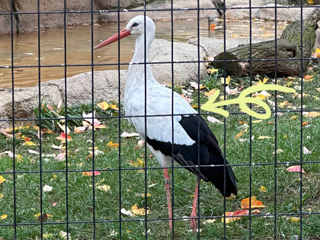 【美國🇺🇸芝加哥】☀️免費入場☀️林肯公園動物園，觀賞動物，適合全天遊玩
