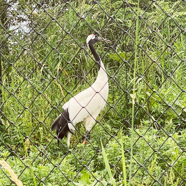 【北海道/旭川　動物達の行動を間近で見られる工夫を凝らした動物園】