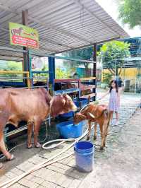 Feeding Cute Animals at BSL Ecofarm