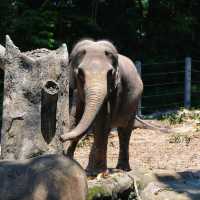 新加坡動物園：熱帶雨林奇幻之旅