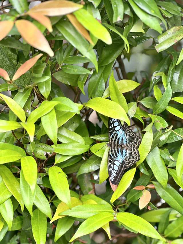 📍Butterfly Park, Kuala Lumpur 🦋