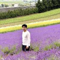 富良野富田農場-參觀彩虹般夢幻的拼布花田，北海道必到景點