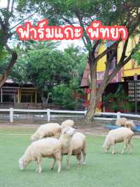 พาครอบครัวเที่ยวฟาร์มแกะพัทยา … สนุกมาก
