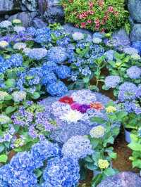 〜奈良県〜由緒あるお寺さん見られる紫陽花！絶景スポット