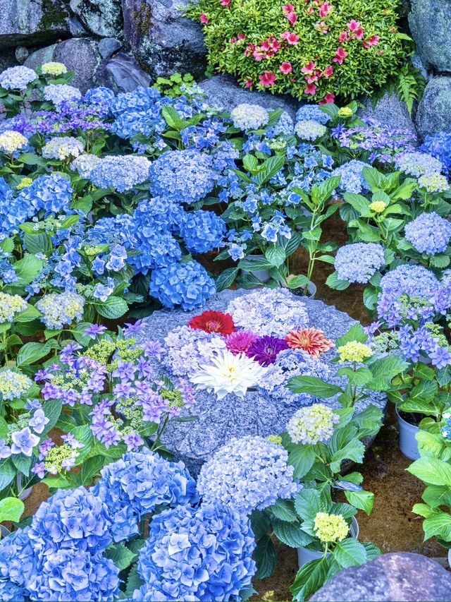 〜奈良県〜由緒あるお寺さん見られる紫陽花！絶景スポット