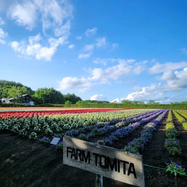 富良野 | 日本最美的賞花勝地 📸 