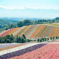 これが500円！？四季によって色が変わるお花畑🌷