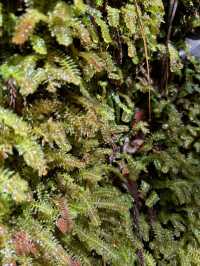 A Walk To Remember: Breathtaking Kinabalu