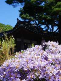 개미취 🌺🪻🌼🌸축제 여행 계획할때에요~ 