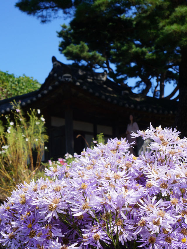 개미취 🌺🪻🌼🌸축제 여행 계획할때에요~ 