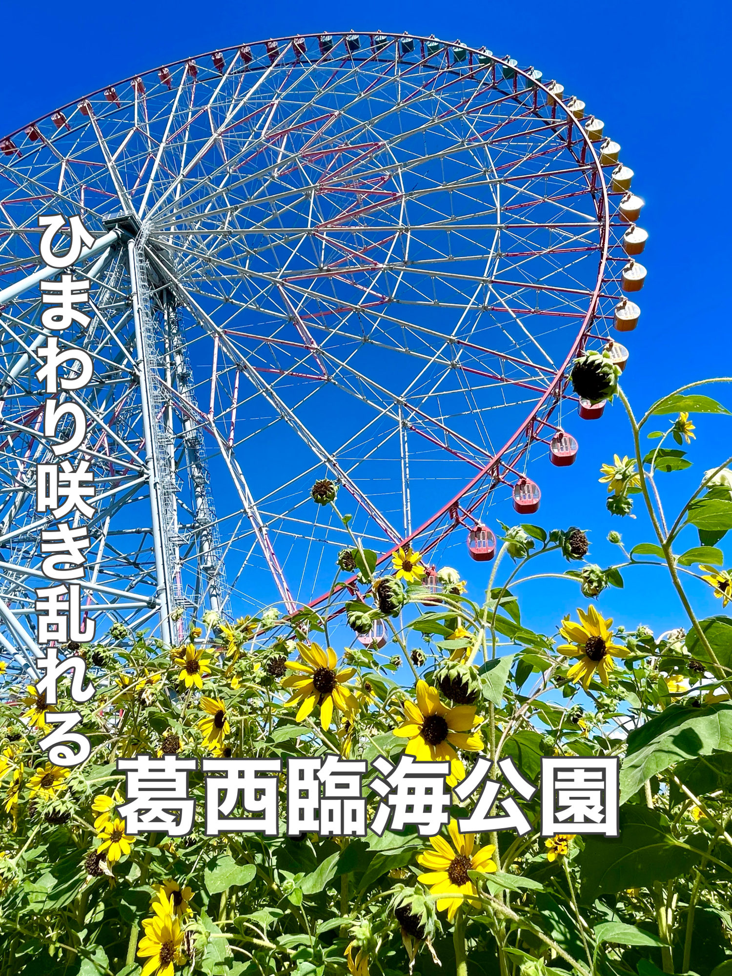 葛西臨海公園/東京都】ひまわり咲き乱れる | Trip.com 東京