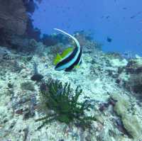 Exploring the Underwater Paradise of Savusavu, Fiji