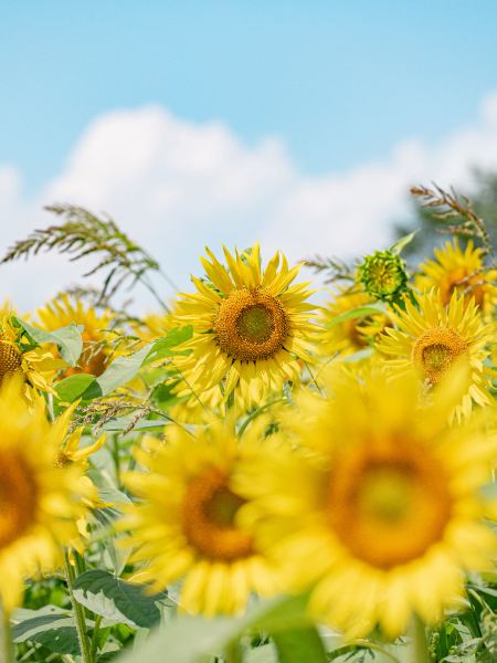 ひまわり 新潟】夏の絶景🌻約50万本のひまわりが咲き誇るスポット🫧✨ | Trip