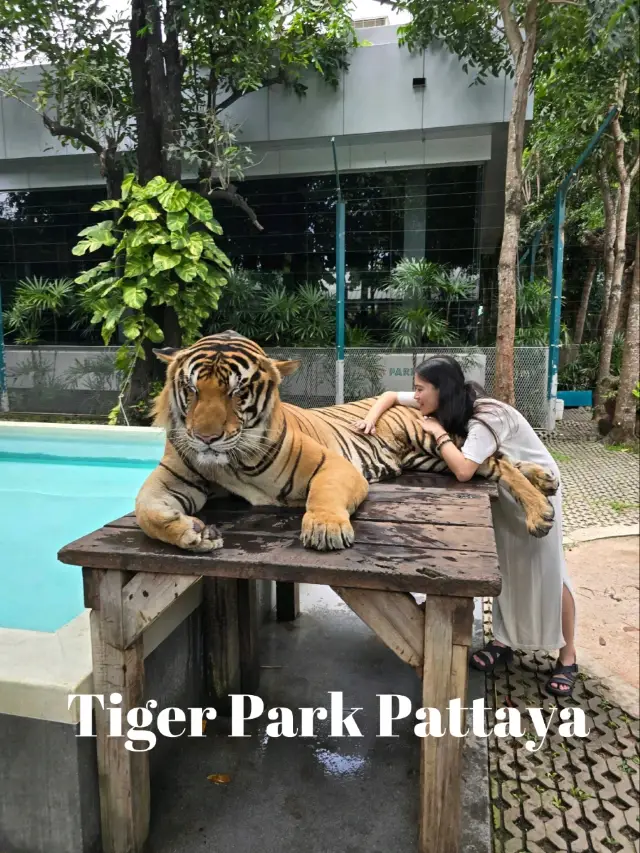 Tiger Park Pattaya 與老虎近距離接觸