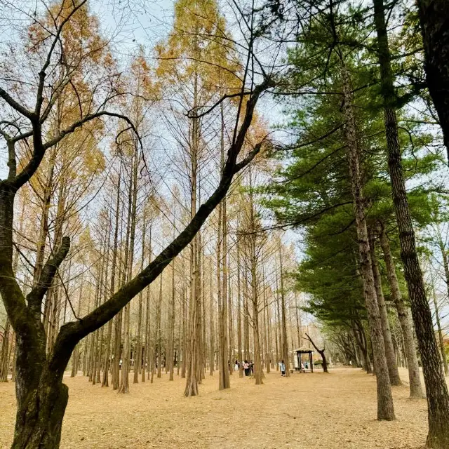 Enchanting Nami Island: A Serene Escape