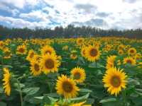 【北海道】ドライブで、色鮮やかな池と花を堪能！！