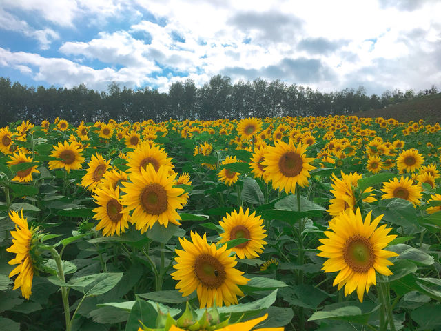 【北海道】ドライブで、色鮮やかな池と花を堪能！！