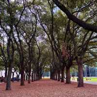 Gerald D. Hines Waterwall Park: A Serene City Escape