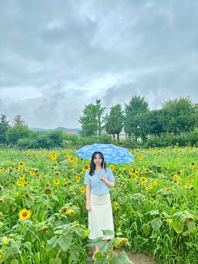 여름 대표꽃들에서 인생샷🌻🪷