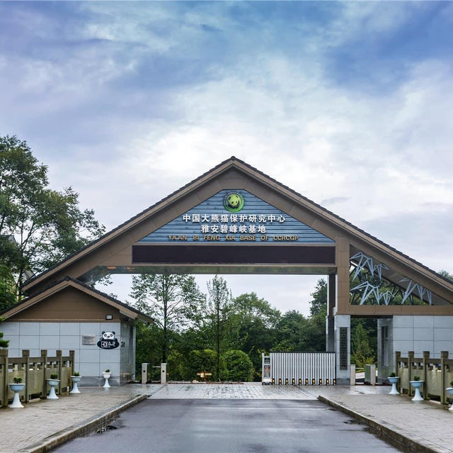 Bifengxia Panda Base, Ya’an