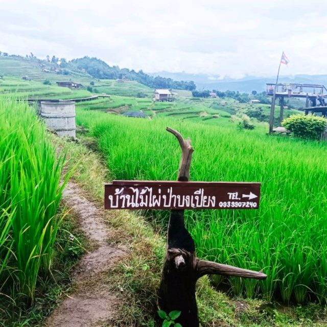 ป่าบงเปียง อำเภอแม่แจ่ม จังหวัดเชียงใหม่