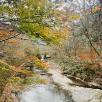 走進內藏山國立公園森林看紅葉