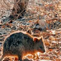 Must-visit destination - Rottnest Island