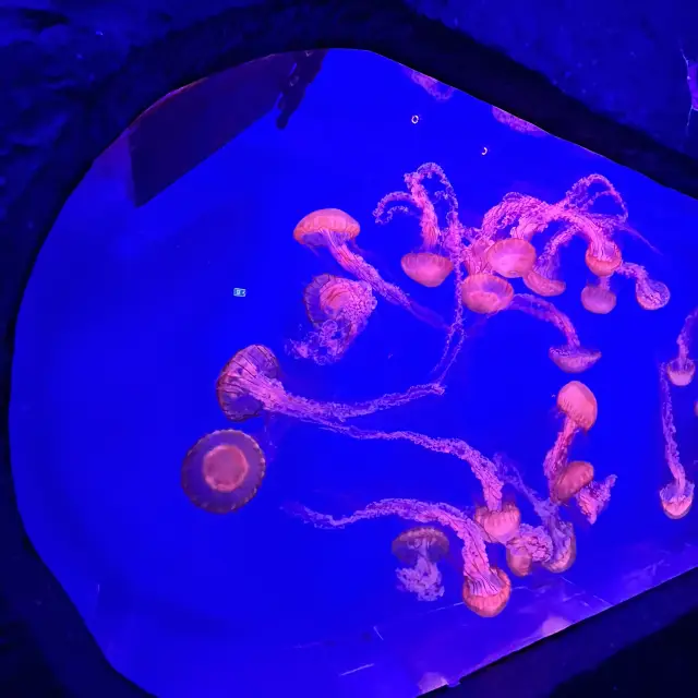 ท่องโลกใต้ทะเลใจกลางเมืองกันนนน