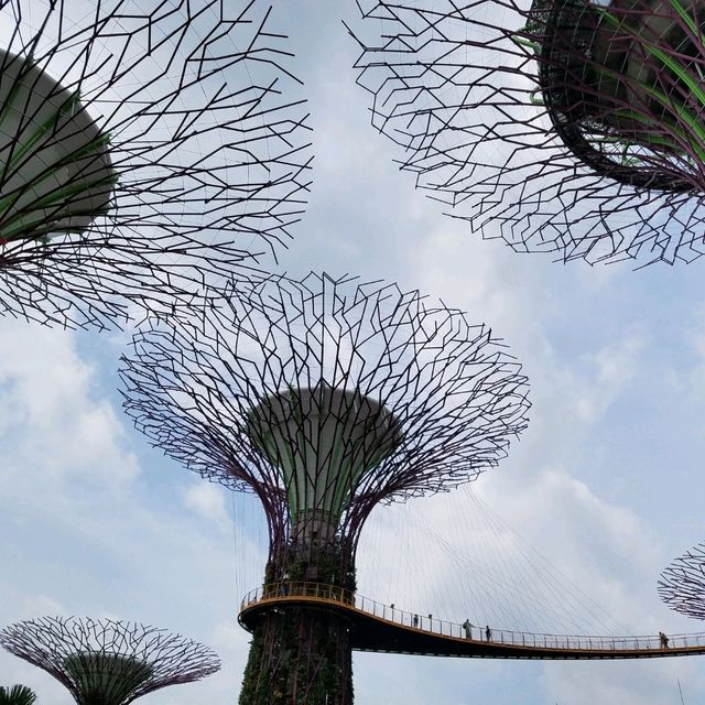OCBC SKY WAY♪♪