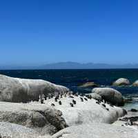 Penguin Paradise: Discover Boulders Beach