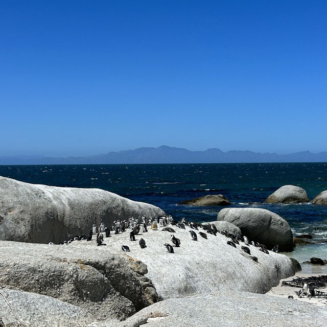 Penguin Paradise: Discover Boulders Beach