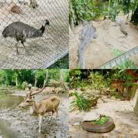 馬來西亞動物園🦛🐘🦘🦒🦛🦏🦓🐅